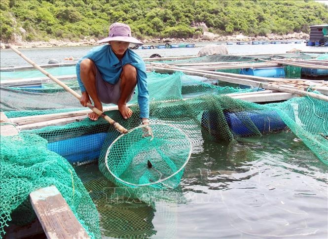 Cá nuôi lồng bè ở Ninh Thuận chết nhiều chưa rõ nguyên nhân